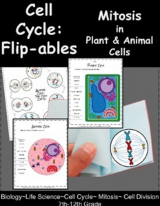 Mitosis and cell Cycle Activity for students.