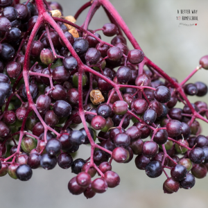 elderberry recipes