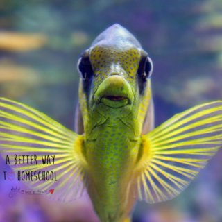 A close up of a fish face