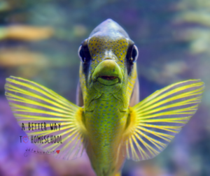 A close up of a fish face