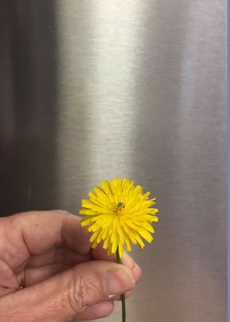 hand holding a dandelion
